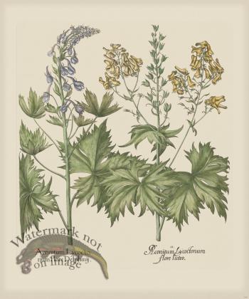 Besler 160 Colored B2